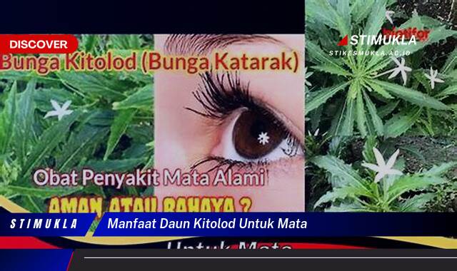 Temukan 8 Manfaat Daun Kitolod untuk Mata, Redakan Iritasi, Atasi Belek