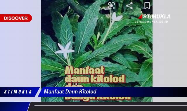 Ketahui 8 Manfaat Daun Kitolod untuk Kesehatan Mata dan Kulit Anda Ketahui 8 Manfaat Daun Kitolod untuk Kesehatan Mata dan Kulit Anda