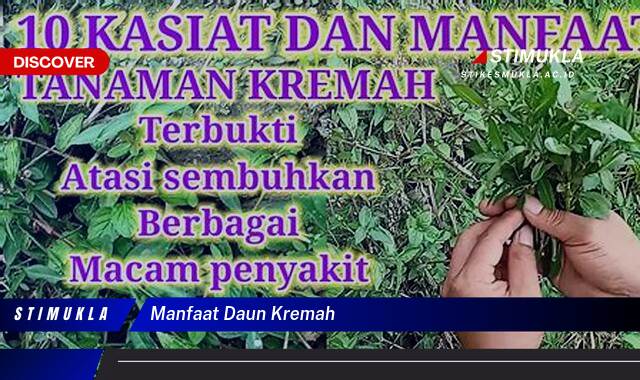 Ketahui 10 Manfaat Daun Kremah untuk Kesehatan Anda Secara Lengkap