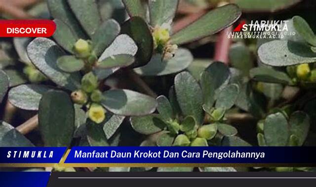 10 Manfaat manfaat daun krokot dan cara pengolahannya temukan resep lezat sehat 10 Manfaat manfaat daun krokot dan cara pengolahannya temukan resep lezat sehat