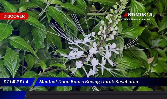Temukan 8 Manfaat Daun Kumis Kucing untuk Kesehatan Ginjal dan Batu Ginjal Temukan 8 Manfaat Daun Kumis Kucing untuk Kesehatan Ginjal dan Batu Ginjal