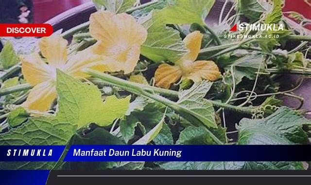 Inilah 10 Manfaat Daun Labu Kuning untuk Kesehatan, Kecantikan, dan Masakan