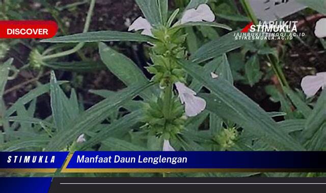 Inilah 10 Manfaat Daun Lenglengan untuk Kesehatan dan Penyembuhan Luka