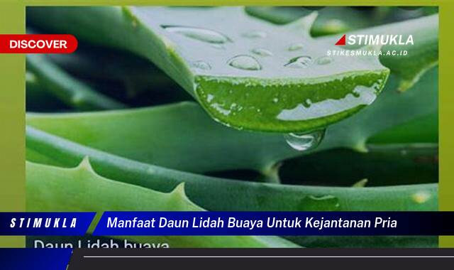 10 Manfaat manfaat daun lidah buaya untuk kejantanan pria Ungkap Khasiat Alami Pria