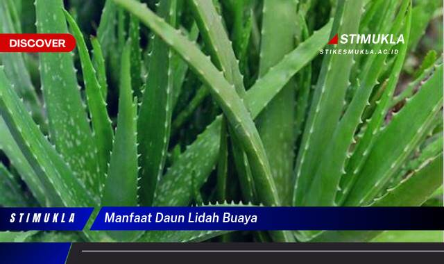 Ketahui 10 Manfaat Daun Lidah Buaya untuk Kesehatan Kulit dan Rambut Anda