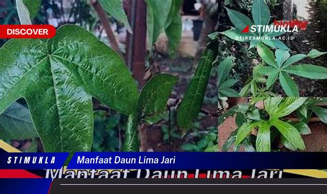 Inilah 10 Manfaat Daun Lima Jari untuk Kesehatan dan Kecantikan