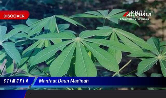 10 Manfaat manfaat daun madinah Temukan Rahasia Kesehatan Alami
