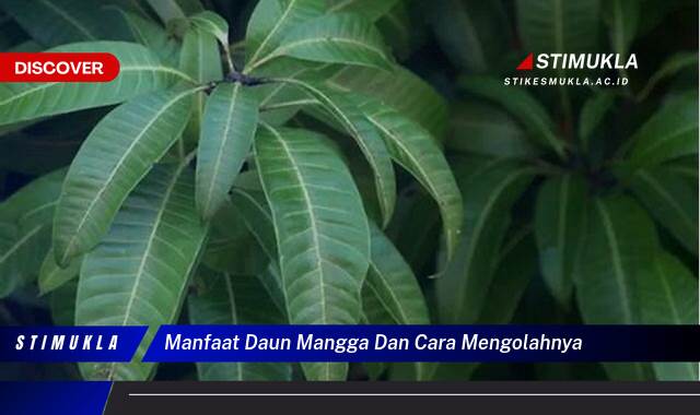 Ketahui 8 Manfaat Daun Mangga dan Cara Mengolahnya untuk Kesehatan Anda