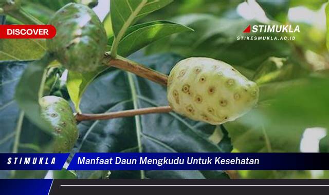 Ketahui 10 Manfaat Daun Mengkudu untuk Kesehatan Tubuh Anda Secara Lengkap