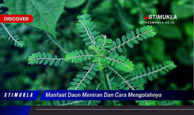 Ketahui 10 Manfaat Daun Meniran untuk Kesehatan dan Cara Mengolahnya dengan Mudah Ketahui 10 Manfaat Daun Meniran untuk Kesehatan dan Cara Mengolahnya dengan Mudah