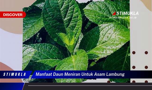 10 Manfaat manfaat daun meniran untuk asam lambung Atasi Sakit Perut