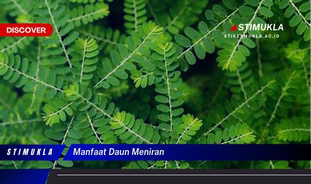 Ketahui 9 Manfaat Daun Meniran untuk Kesehatan Tubuh Anda Ketahui 9 Manfaat Daun Meniran untuk Kesehatan Tubuh Anda