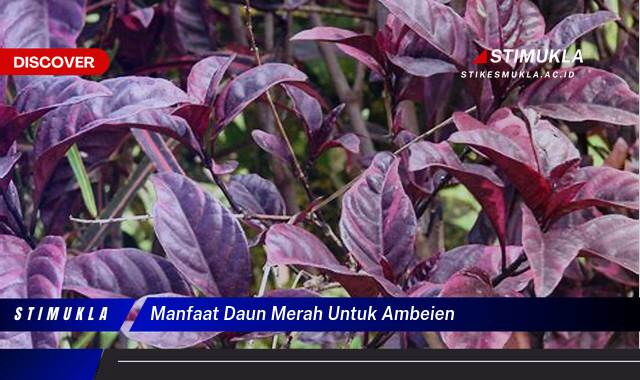 9 Manfaat Daun Merah untuk Ambeien, Redakan Nyeri dan Bengkak Secara Alami