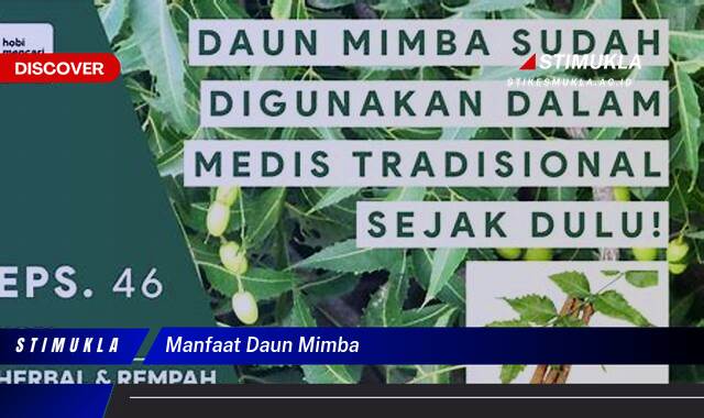 Ketahui 8 Manfaat Daun Mimba untuk Kesehatan Tubuh Anda Ketahui 8 Manfaat Daun Mimba untuk Kesehatan Tubuh Anda