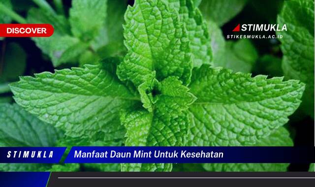 Ketahui 9 Manfaat Daun Mint untuk Kesehatan, Dari Pencernaan hingga Pernapasan Ketahui 9 Manfaat Daun Mint untuk Kesehatan, Dari Pencernaan hingga Pernapasan