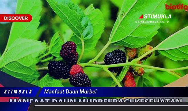 Ketahui 8 Manfaat Daun Murbei untuk Kesehatan Anda yang Menakjubkan Ketahui 8 Manfaat Daun Murbei untuk Kesehatan Anda yang Menakjubkan