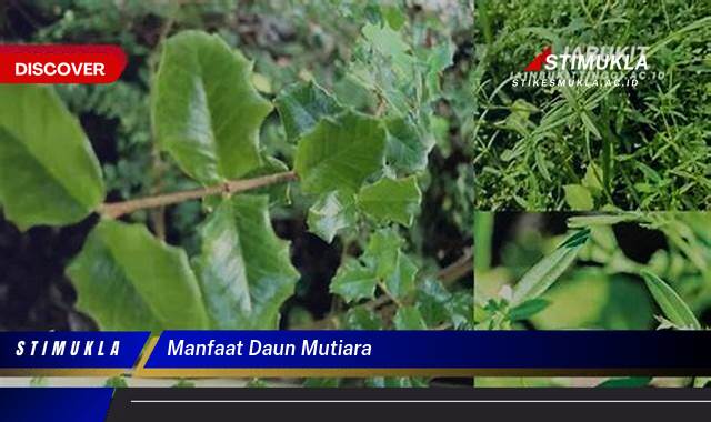 10 Manfaat Daun Mutiara Ungkap Khasiat Tersembunyi
