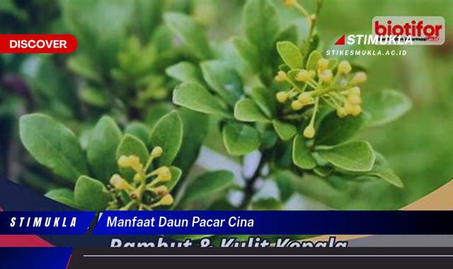 Ketahui 8 Manfaat Daun Pacar Cina untuk Kesehatan dan Kecantikan