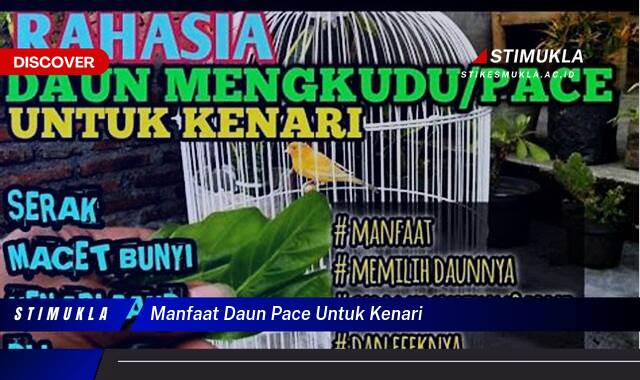 Inilah 8 Manfaat Daun Pace untuk Kenari, Kesehatan, Suara, dan Performa