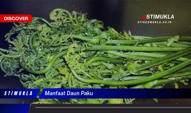 10 Manfaat Daun Paku Rahasia Kesehatan Terungkap