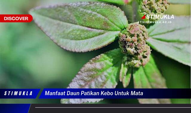 Ketahui 9 Manfaat Daun Patikan Kebo untuk Mata, Mengatasi Iritasi, Infeksi, dan Masalah Lainnya Ketahui 9 Manfaat Daun Patikan Kebo untuk Mata, Mengatasi Iritasi, Infeksi, dan Masalah Lainnya