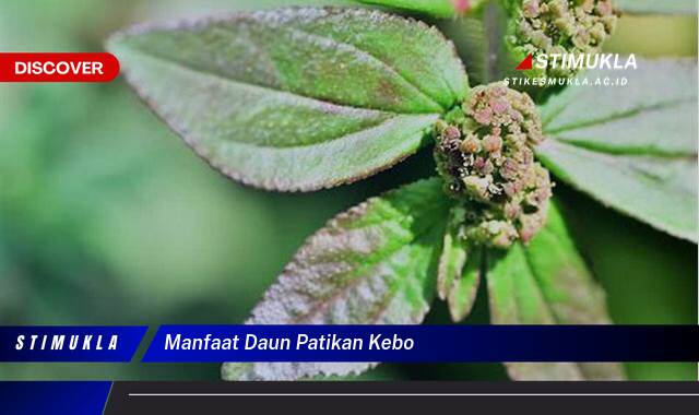 Ketahui 9 Manfaat Daun Patikan Kebo untuk Kesehatan Anda