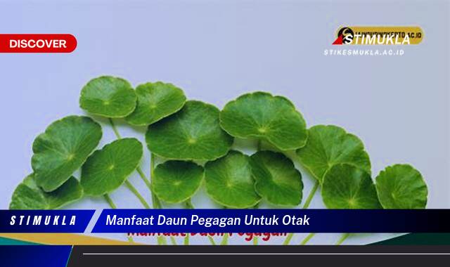 Ketahui 10 Manfaat Daun Pegagan untuk Otak, Meningkatkan Daya Ingat dan Fokus Anda Secara Alami