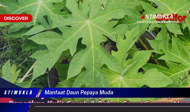 8 Manfaat manfaat daun pepaya muda terungkap khasiat istimewa