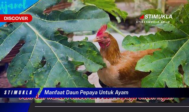 Ketahui 9 Manfaat Daun Pepaya untuk Ayam, Kesehatan, Pertumbuhan, dan Produktivitas