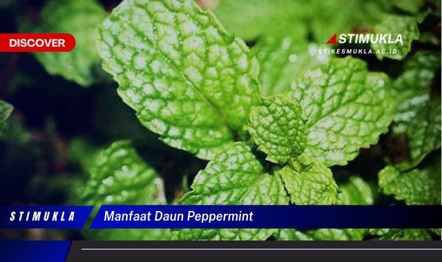 Inilah 10 Manfaat Daun Peppermint untuk Kesehatan dan Kecantikan Anda