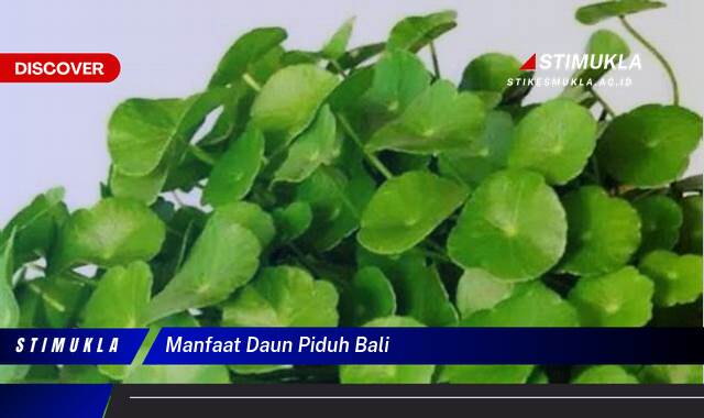 Temukan 10 Manfaat Daun Piduh Bali untuk Kesehatan Anda