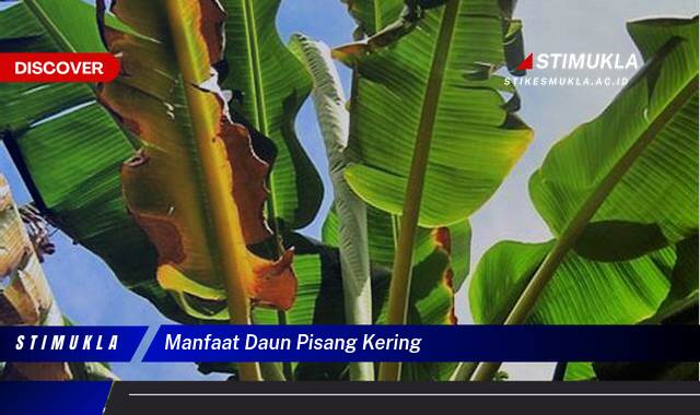 Ketahui 10 Manfaat Daun Pisang Kering untuk Kesehatan, Kecantikan, dan Kehidupan Sehari,hari