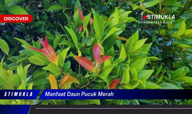 Ketahui 9 Manfaat Daun Pucuk Merah untuk Kesehatan dan Kecantikan Kulit