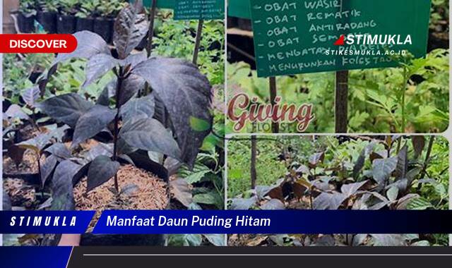 Ketahui 8 Manfaat Daun Puding Hitam untuk Kesehatan dan Kecantikan