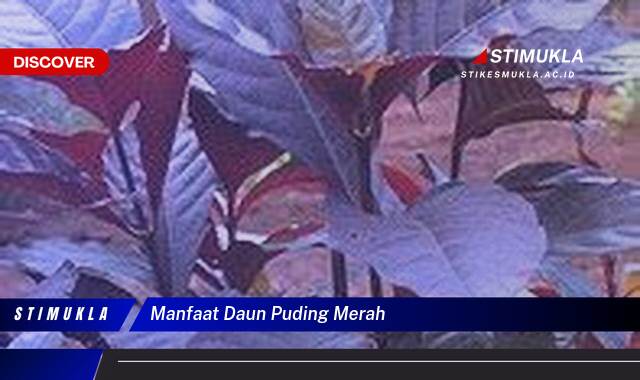 8 Manfaat manfaat daun puding merah Terungkap Khasiatnya Bagi Tubuh