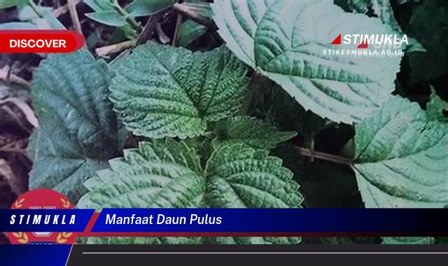 Temukan 8 Manfaat Daun Pulus untuk Kesehatan Anda