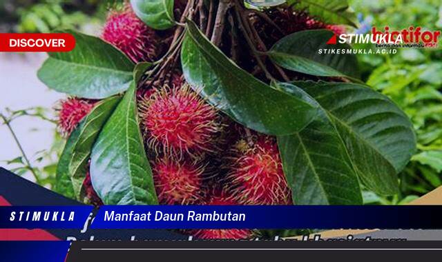 Ketahui 8 Manfaat Daun Rambutan untuk Kesehatan Anda yang Menakjubkan Ketahui 8 Manfaat Daun Rambutan untuk Kesehatan Anda yang Menakjubkan