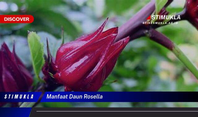 Ketahui 9 Manfaat Daun Rosella untuk Kesehatan dan Kecantikan