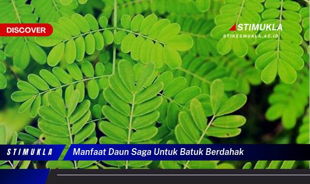 Inilah 9 Manfaat Daun Saga untuk Batuk Berdahak, Redakan, Atasi, Legakan, Sembuhkan