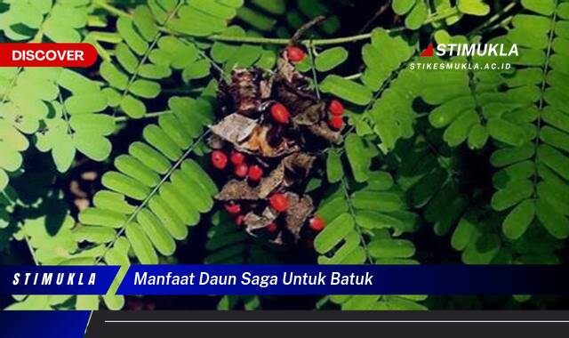 8 Manfaat Daun Saga untuk Batuk, Redakan, Legakan, Atasi, Sembuhkan 8 Manfaat Daun Saga untuk Batuk, Redakan, Legakan, Atasi, Sembuhkan