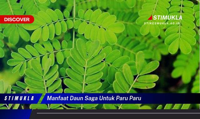 Ketahui 10 Manfaat Daun Saga untuk Paru,Paru,  Obat Alami Batuk dan Radang