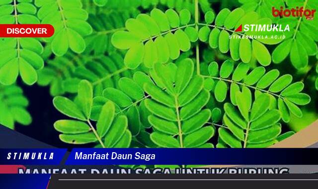 Ketahui 8 Manfaat Daun Saga untuk Kesehatan dan Kecantikan Anda Ketahui 8 Manfaat Daun Saga untuk Kesehatan dan Kecantikan Anda