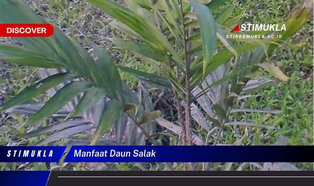 Temukan 10 Manfaat Daun Salak untuk Kesehatan dan Kecantikan