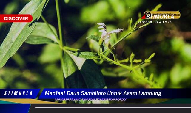 Temukan 9 Manfaat Daun Sambiloto untuk Asam Lambung, Redakan Maag Secara Alami