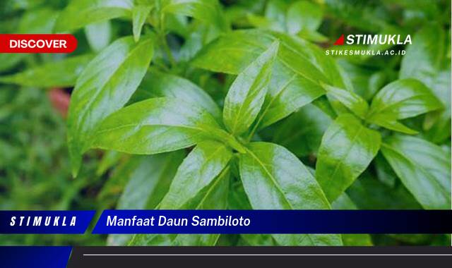 Ketahui 10 Manfaat Daun Sambiloto untuk Kesehatan Tubuh Anda