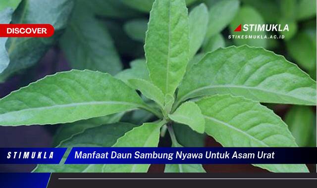 9 Manfaat Daun Sambung Nyawa untuk Asam Urat, Redakan Nyeri Secara Alami!