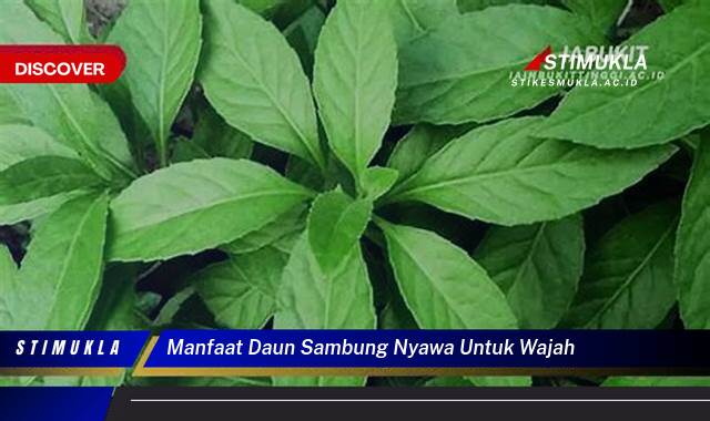 Inilah 10 Manfaat Daun Sambung Nyawa Untuk Wajah Cerah, Sehat, dan Awet Muda