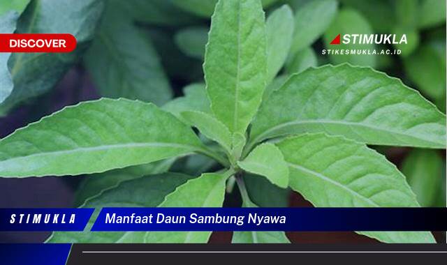Ketahui 10 Manfaat Daun Sambung Nyawa untuk Kesehatan Tubuh Anda Ketahui 10 Manfaat Daun Sambung Nyawa untuk Kesehatan Tubuh Anda