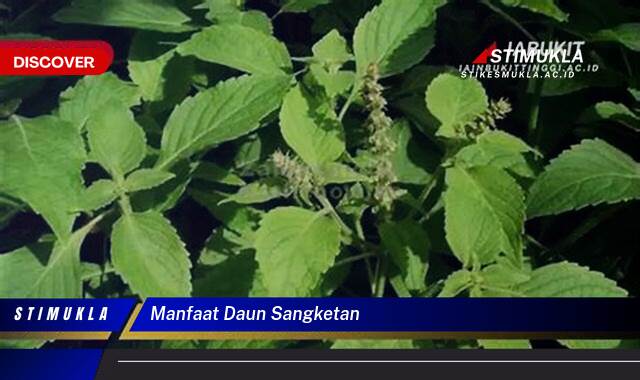 10 Manfaat Daun Sangketan untuk Kesehatan dan Kecantikan Kulit