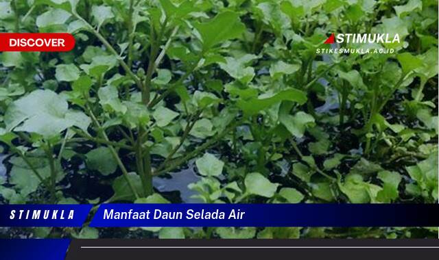 Ketahui 8 Manfaat Daun Selada Air untuk Kesehatan Tubuh Anda